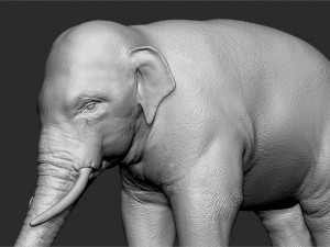 asian elephant - sculpt 3D मॉडल