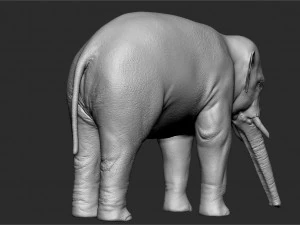 asian elephant - sculpt 3D Model