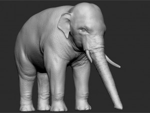 asian elephant - sculpt 3D मॉडल