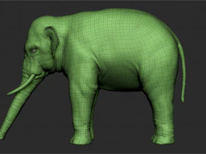 asian elephant - sculpt 3D Model