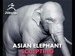 asian elephant - sculpt 3D Model