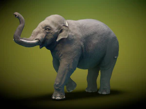asian elephant 3D Model