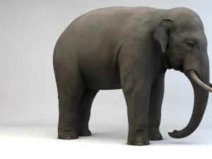 asian elephant 3D Model
