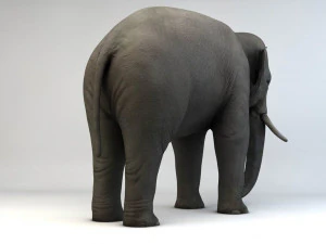 asian elephant 3D Model
