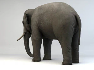 asian elephant 3D Model