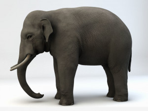 asian elephant Modelo 3D