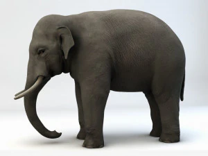 asian elephant 3D Model