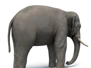 asian elephant 3D Model