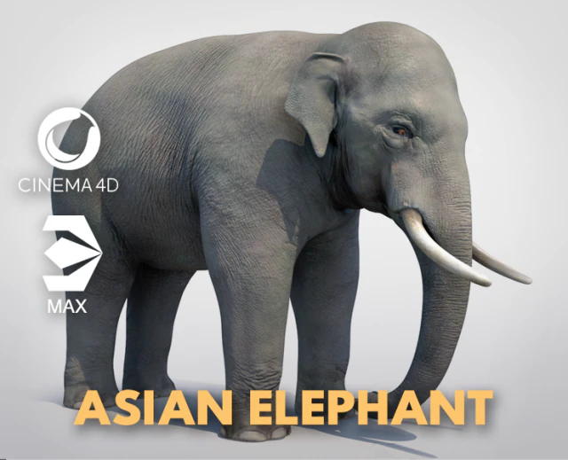 asian elephant 3D Model .c4d .max .obj .3ds .fbx .stl .blend 