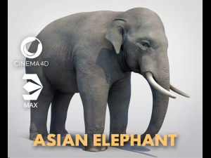 asian elephant 3D Model