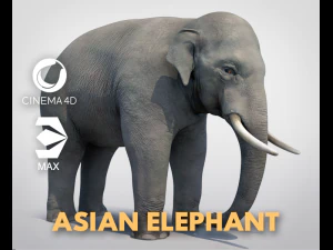 elefante asi&aacute;tico Modelo 3D