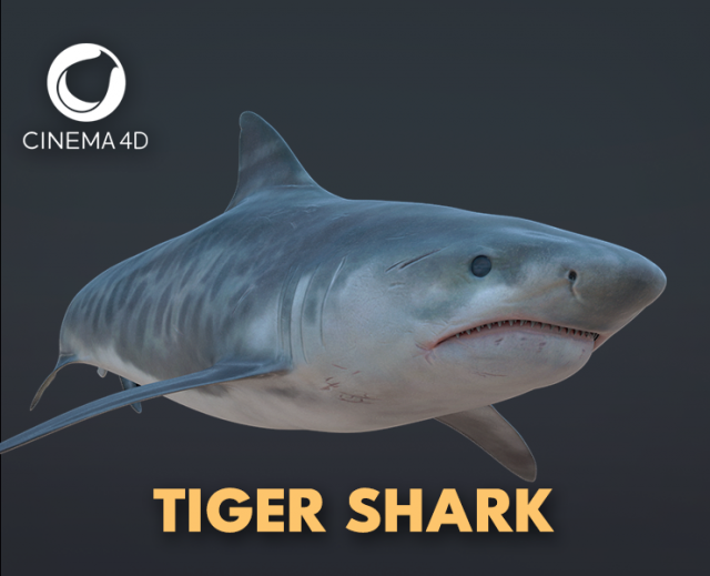 tiger shark 3d 3D Модель .c4d .max .obj .3ds .fbx .stl .blend 