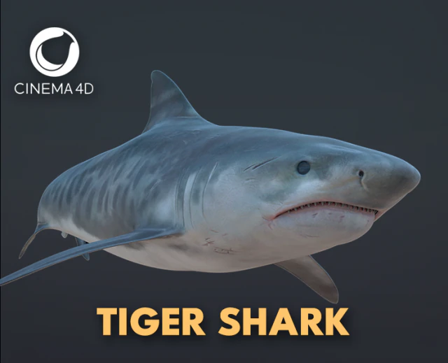 tubar&atilde;o tigre 3d Modelo 3D .c4d .max .obj .3ds .fbx .stl .blend 