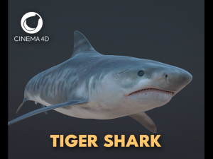 tiger shark 3d 3D Model