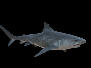 tiger shark 3d 3D Модель