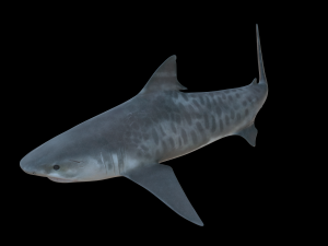 tiger shark 3d 3D Модель