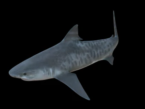 tubar&atilde;o tigre 3d Modelo 3D