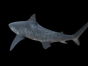 tubar&atilde;o tigre 3d Modelo 3D