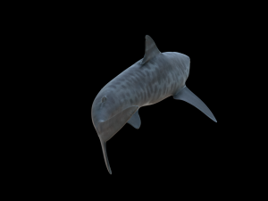 tiger shark 3d 3D Модель