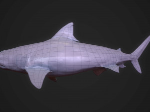 tiger shark 3d 3D Модель