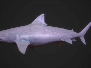 tubar&atilde;o tigre 3d Modelo 3D