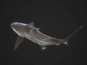 tubar&atilde;o tigre 3d Modelo 3D