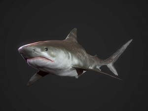 tiger shark 3d 3D Модель