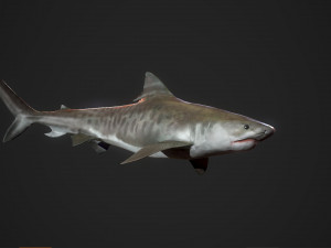 tiger shark 3d 3D Модель