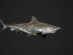 tubar&atilde;o tigre 3d Modelo 3D