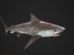 tubar&atilde;o tigre 3d Modelo 3D