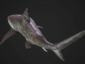 tubar&atilde;o tigre 3d Modelo 3D