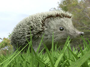 3d hedgehog model 3D Model
