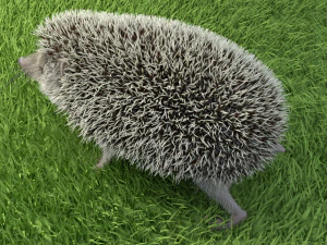 3d hedgehog model 3D Model
