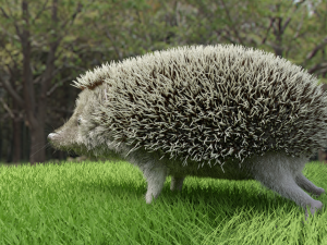 3d hedgehog model Modelo 3D