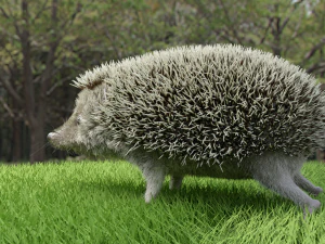 3d hedgehog model 3D Model