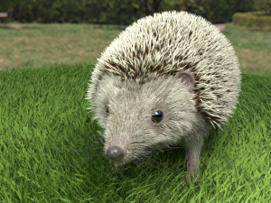 3d hedgehog model Modelo 3D