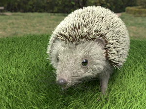 3d hedgehog model 3D Model
