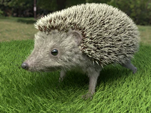 3d hedgehog model 3D Model