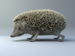 3d hedgehog model 3D Model