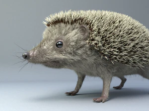 3d hedgehog model 3D Model