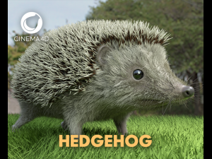 3d hedgehog model 3D Model
