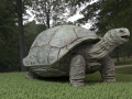 Galapagos Tortoise 3D Model