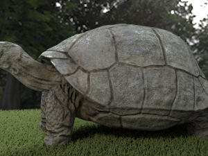 galapagos tortoise Modelo 3D
