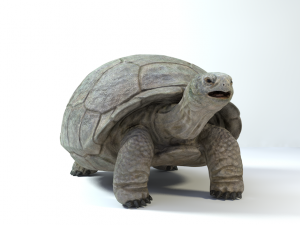 galapagos tortoise Modelo 3D