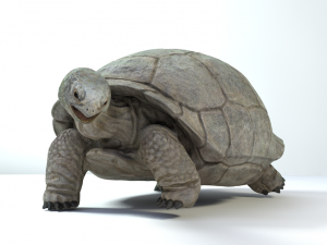 galapagos tortoise Modelo 3D