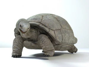 galapagos tortoise 3D Model