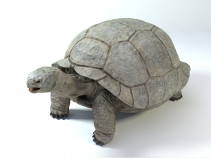 galapagos tortoise Modelo 3D