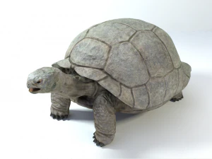galapagos tortoise 3D Model