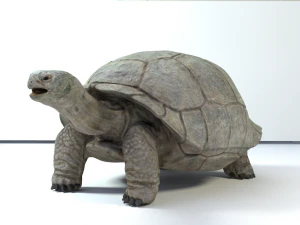 galapagos tortoise 3D Model
