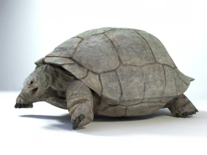 galapagos tortoise 3D Model
